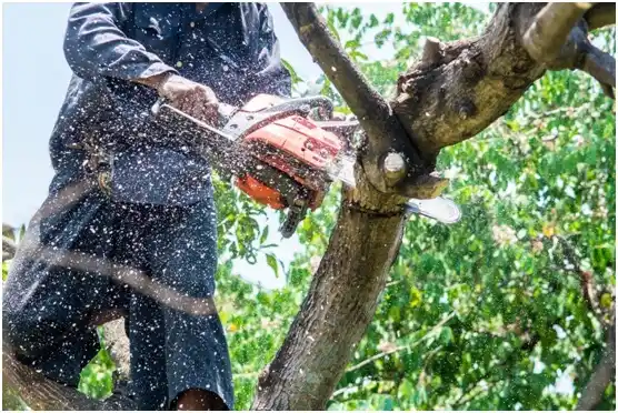 tree services Pleasanton